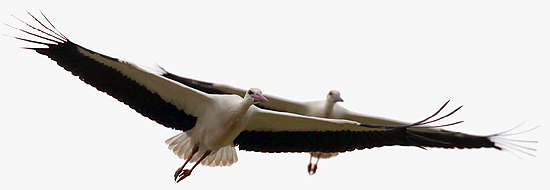 Белый аист. Фото: В.И. Дерябина