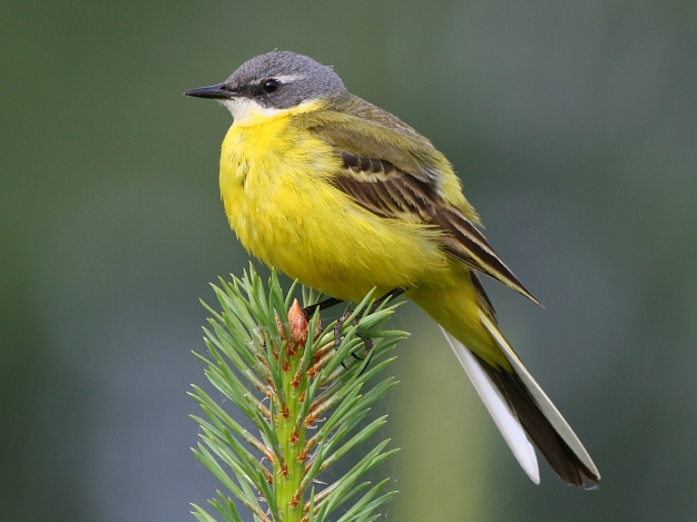 Жёлтая трясогузка (Motacilla flava)