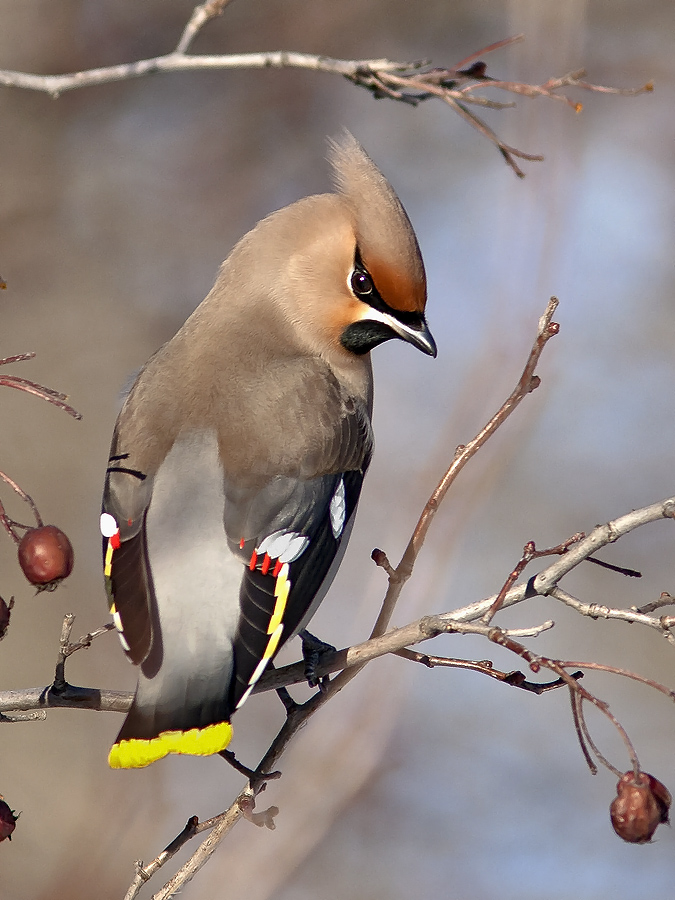 Свиристель (Bombycilla garrulus). Фото: В.А. Копотий